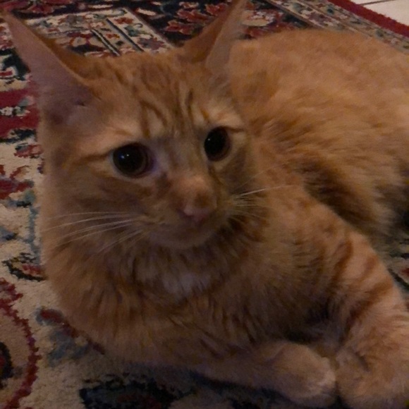 Meet your Posher, C๐ - Picture 3 of 3